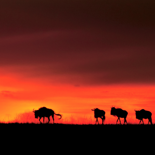 The Great Migration in the Serengeti